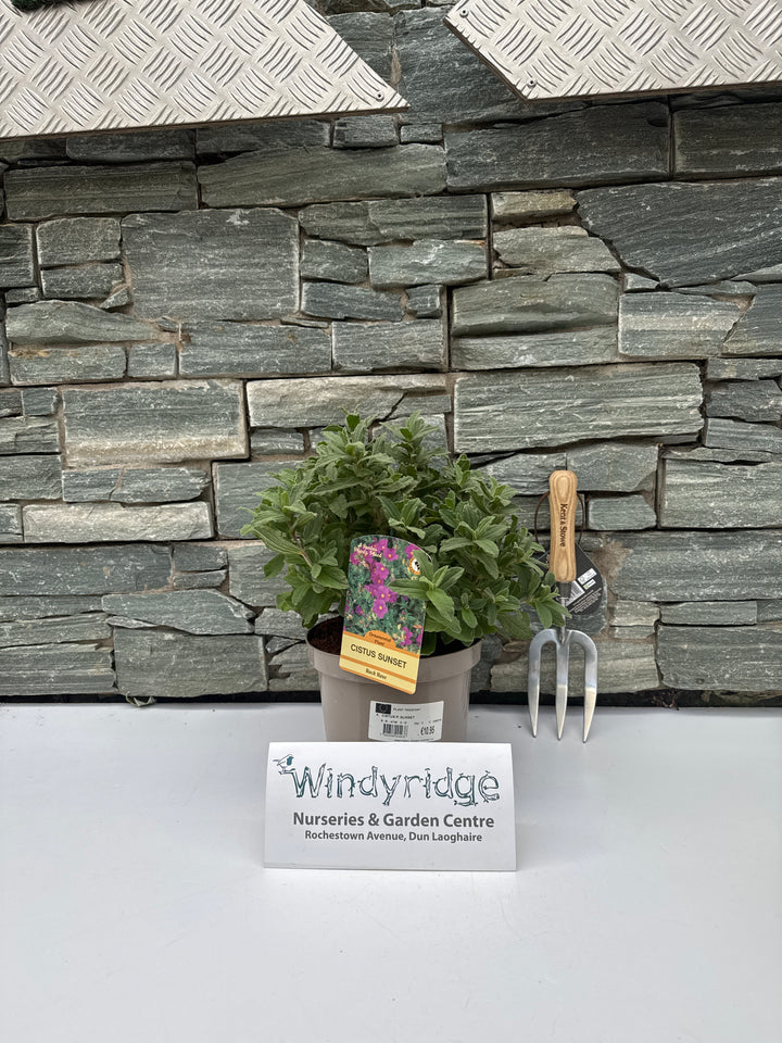 CISTUS PULVERULENTUS SUNSET