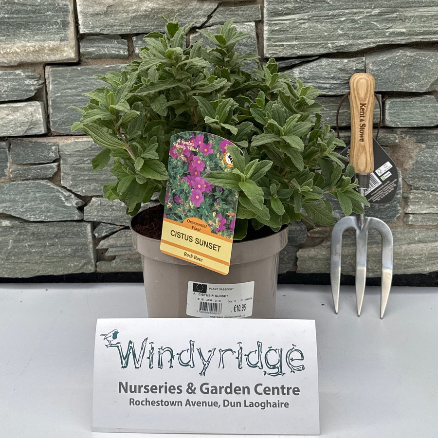 CISTUS PULVERULENTUS SUNSET - Shrubs - Windyridge Garden Centre