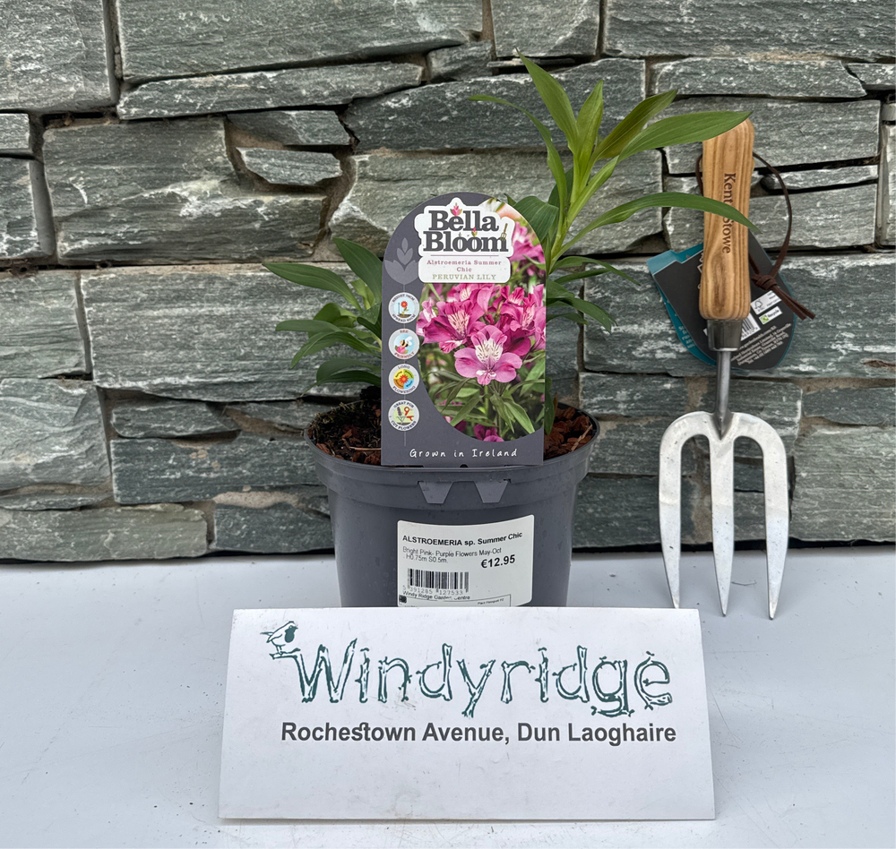 Alstroemeria Sp. Summer Chic - Herbaceous - Windyridge Garden Centre