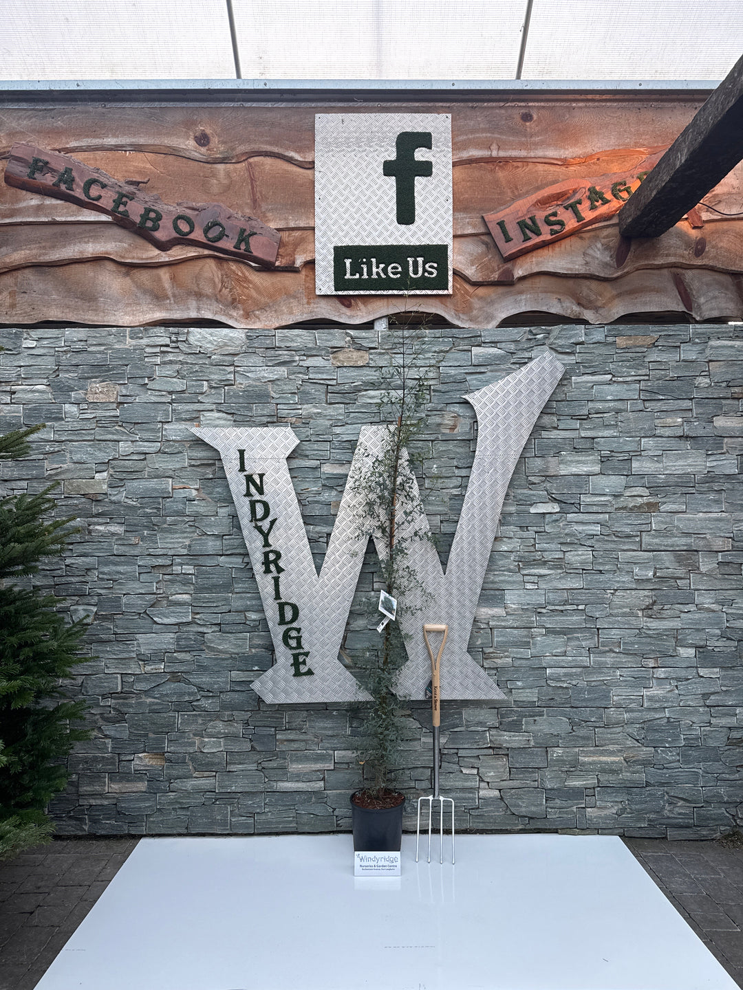 EUCALYPTUS G. FRANCE BLEUE