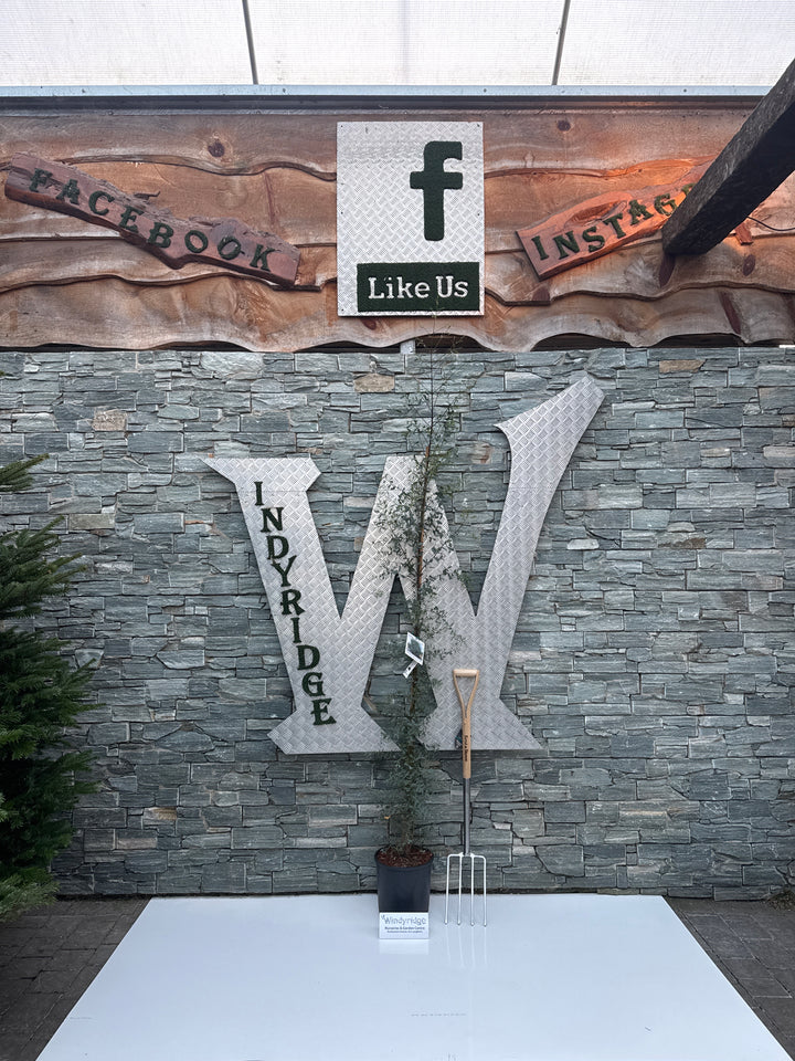 EUCALYPTUS G. FRANCE BLEUE