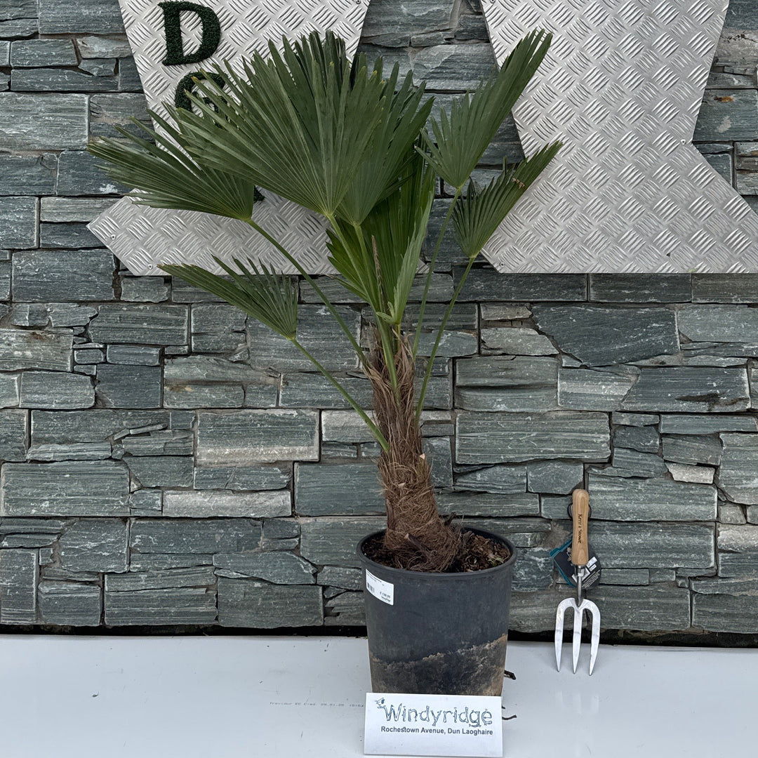 Trachycarpus wagnerianus P27