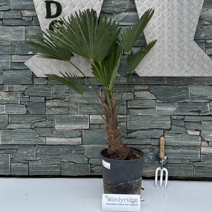 Trachycarpus wagnerianus P27