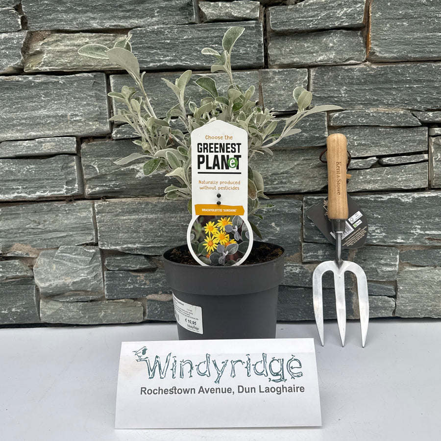 Brachyglottis Sunshine  2 Ltr Pot - Shrubs - Windyridge Garden Centre