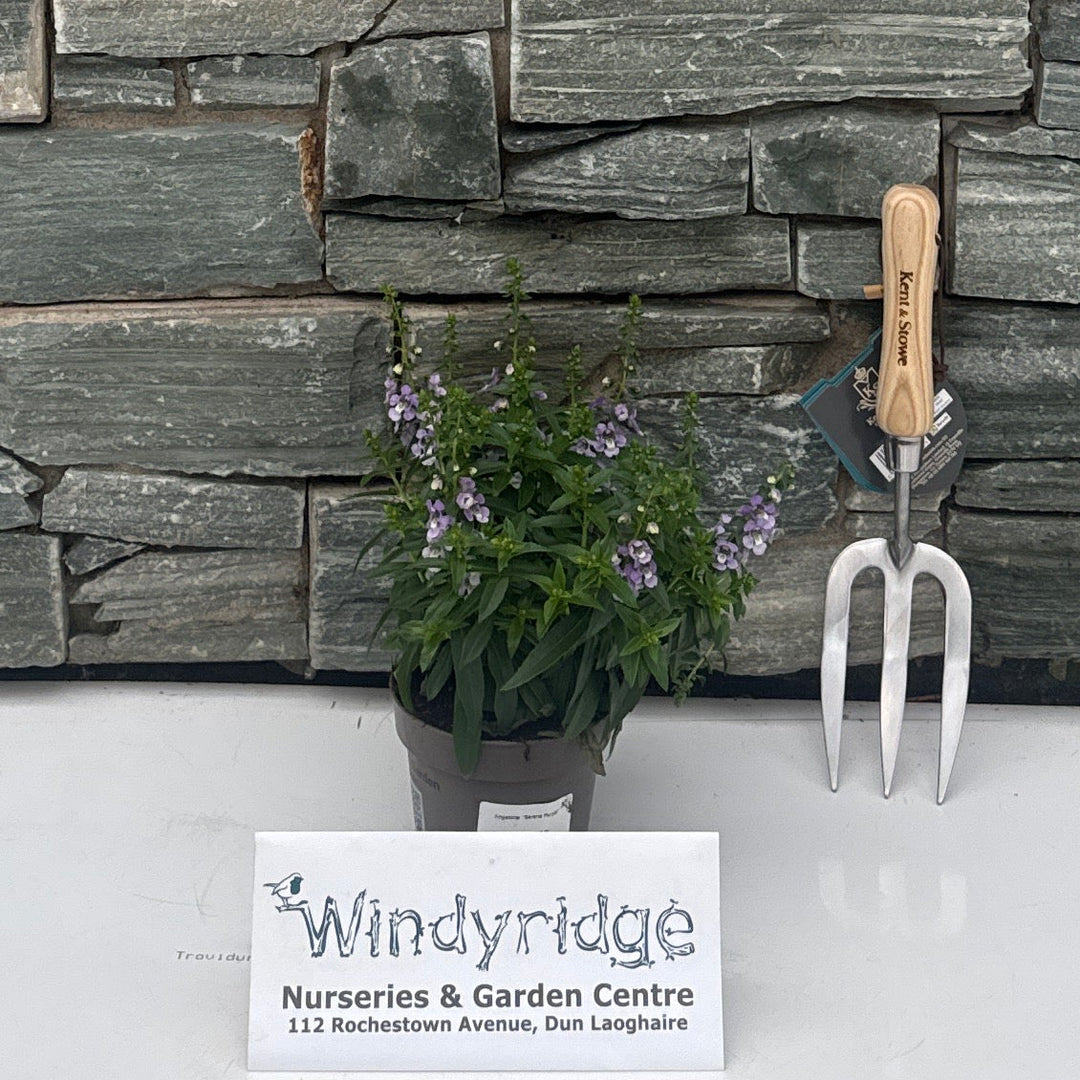 Angelonia  'Serena Purple' with lable