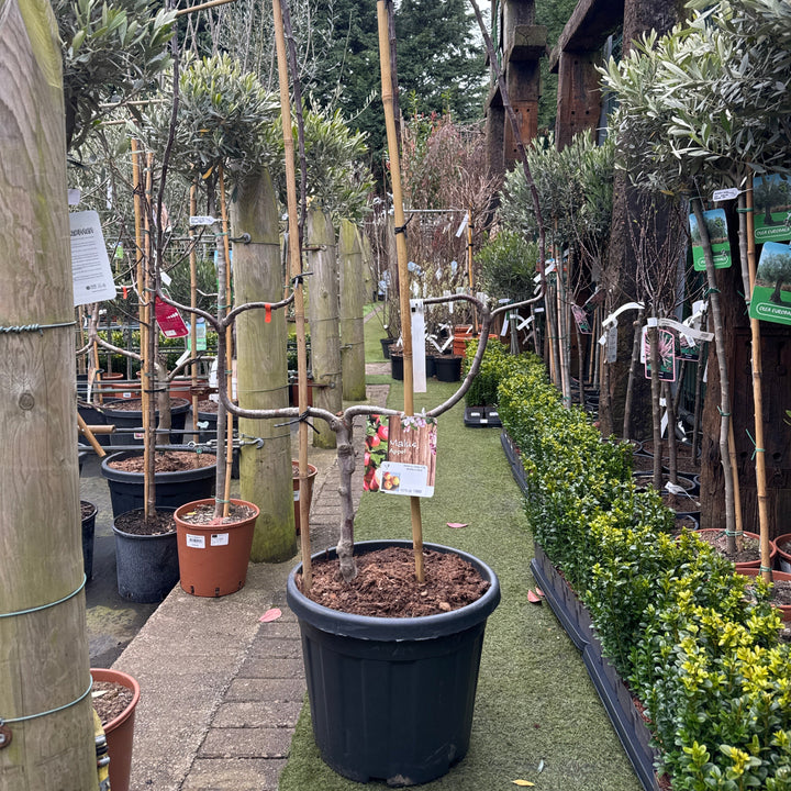 Malus D. Elstar C35 Double U-Form - Trees - Windyridge Garden Centre