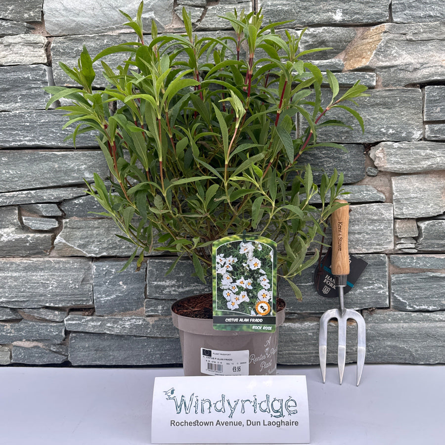 CISTUS P. ALAN FRADD - Shrubs - Windyridge Garden Centre