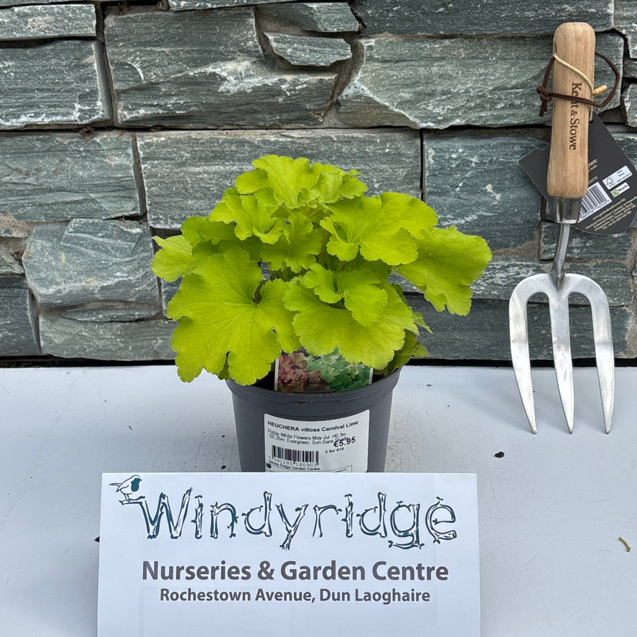 Small potted plant with a garden fork against a stone wall, branded 'Windyridge'.