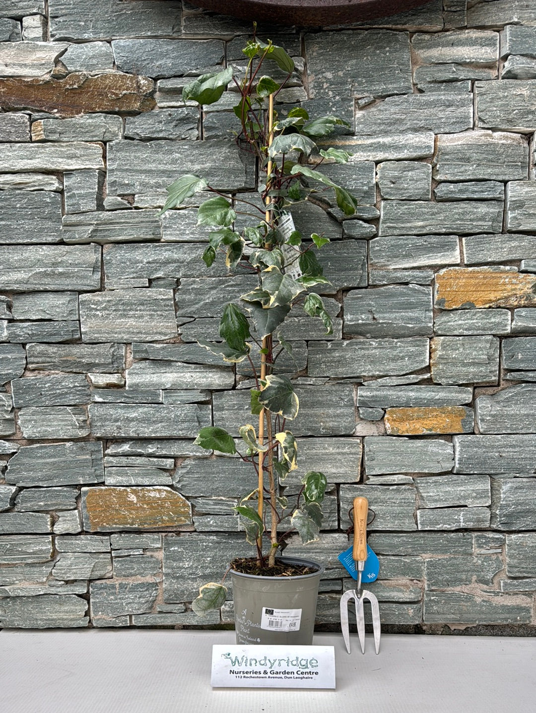 HEDERA C. GLOIRE DE MARENGO