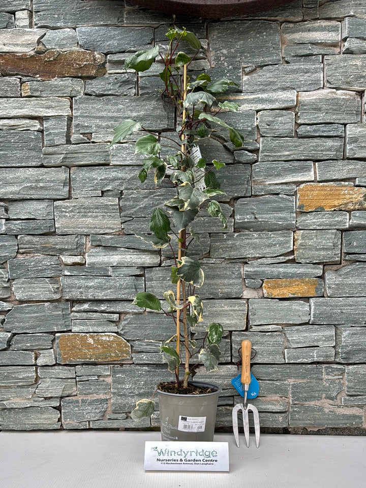 HEDERA C. GLOIRE DE MARENGO