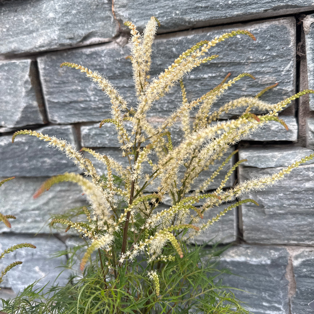 ARUNCUS Silver Filigree