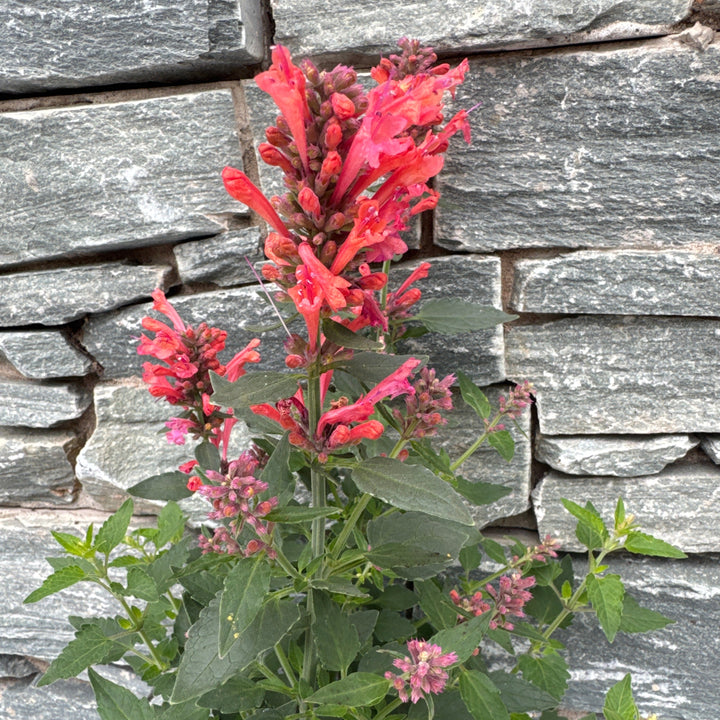 Agastache 2 Ltr