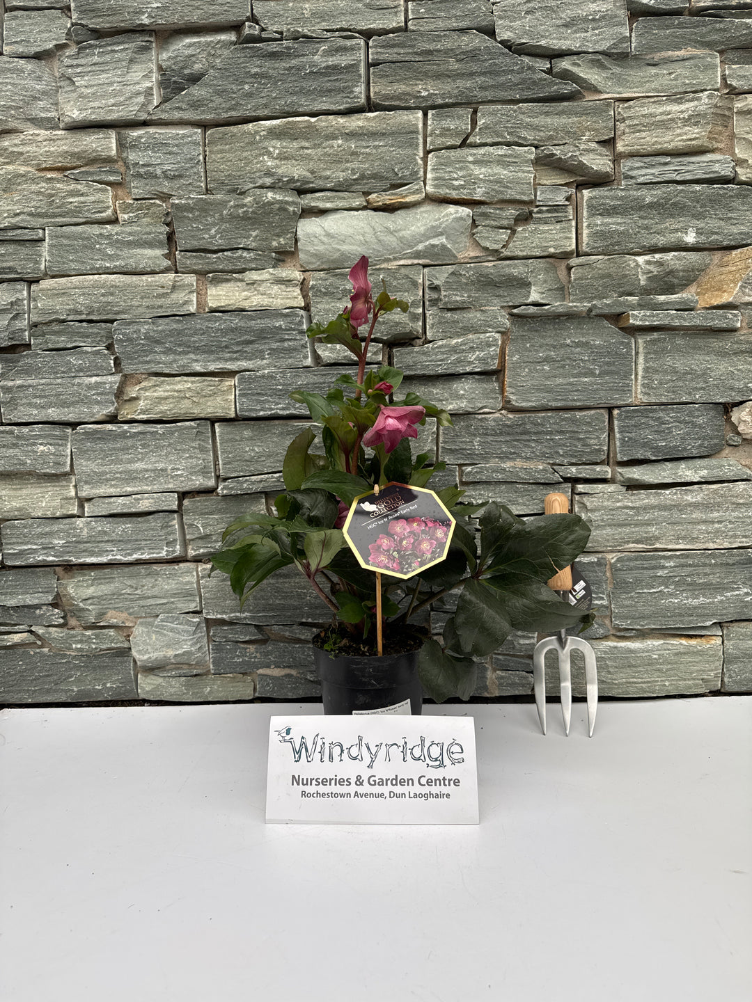 Helleborus (HGC) Ice NRoses early red