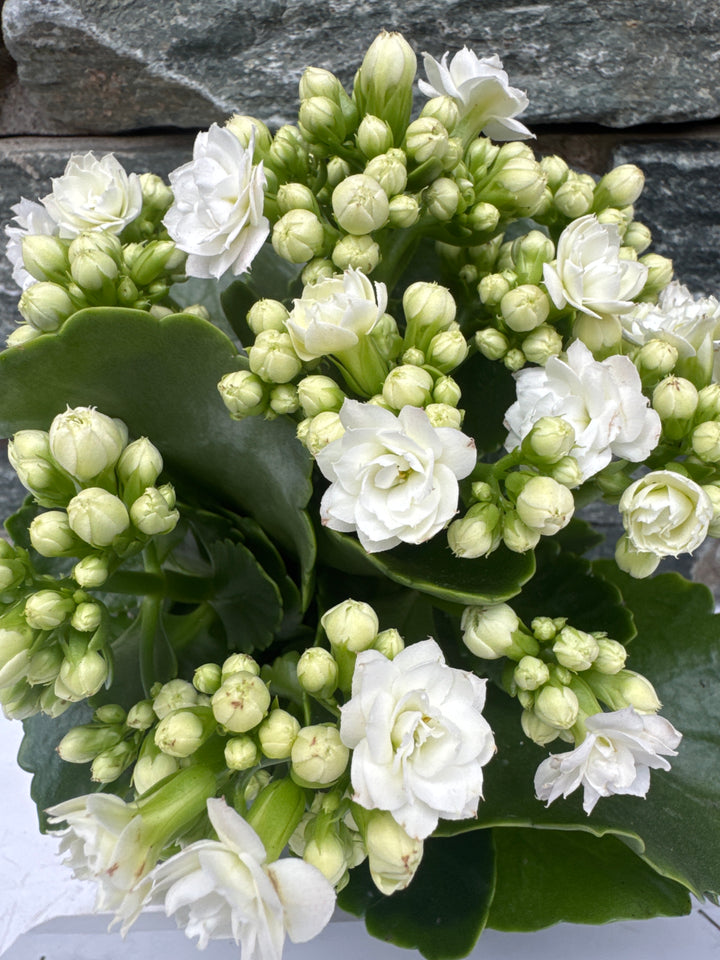 Kalanchoe  Calandiva  white