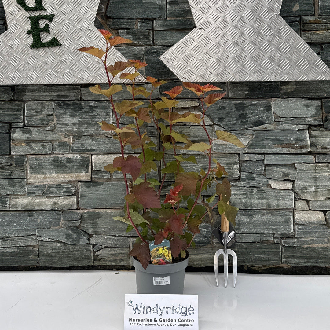 Physocarpus Magic Ball