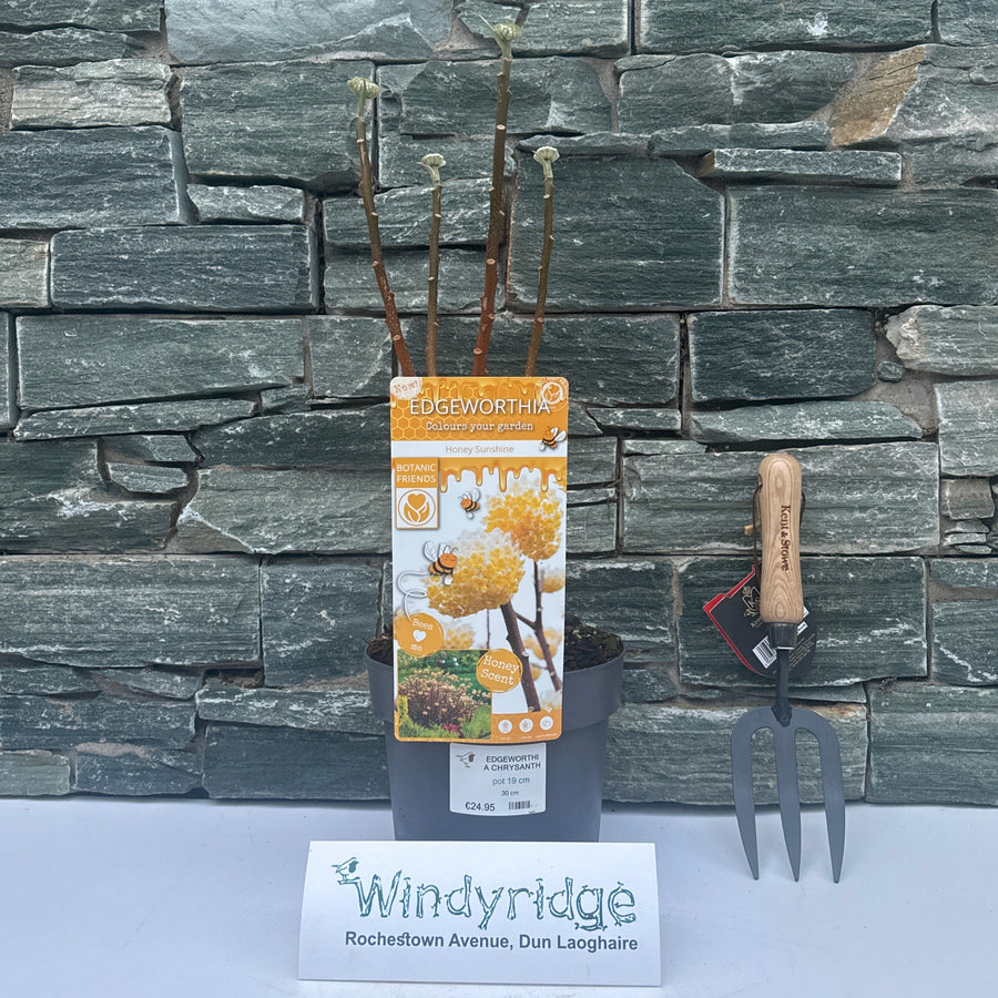 Edgeworthia Chrysantha Honey Sunshine - Shrubs - Windyridge Garden Centre