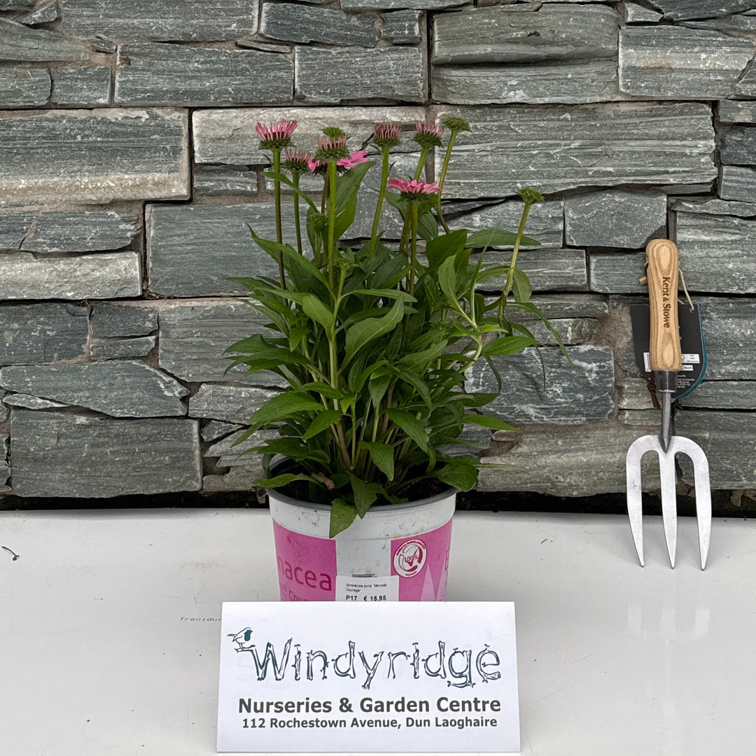 Echinacea purp. 'Mooodz Courage' Echinacea Pink 17 CM