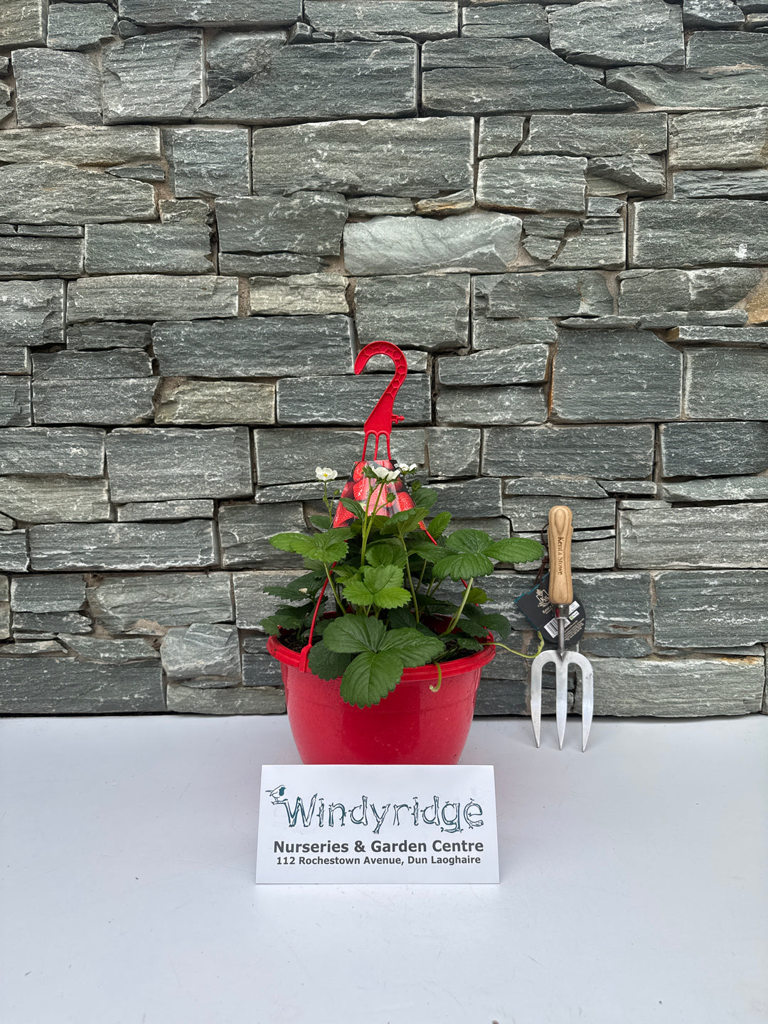 STRAWBERRY HANGING BASKET
