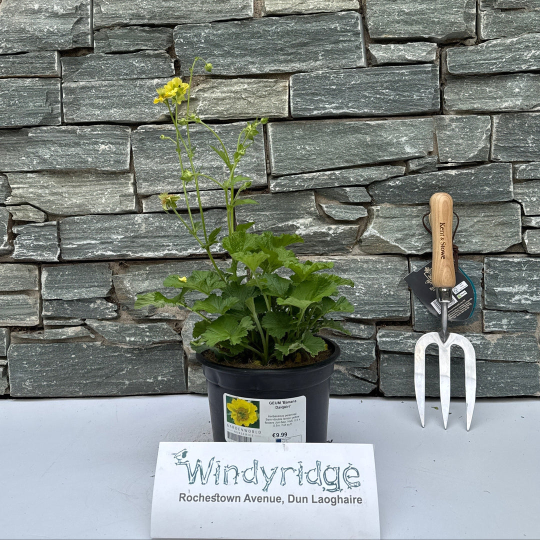 GEUM 'Banana Daiquiri' - Herbaceous - Windyridge Garden Centre