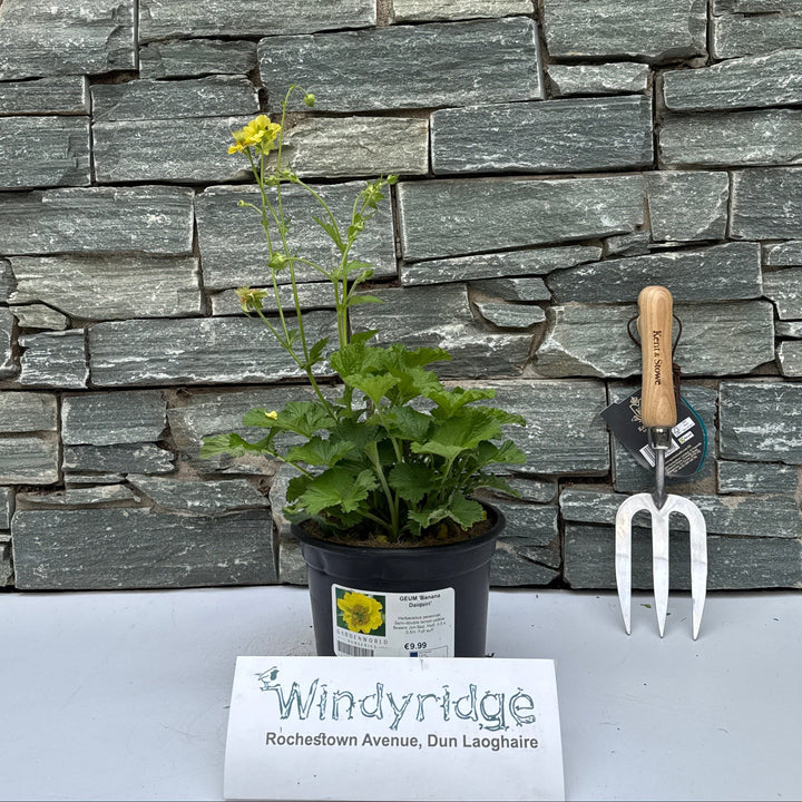 GEUM 'Banana Daiquiri' - Herbaceous - Windyridge Garden Centre