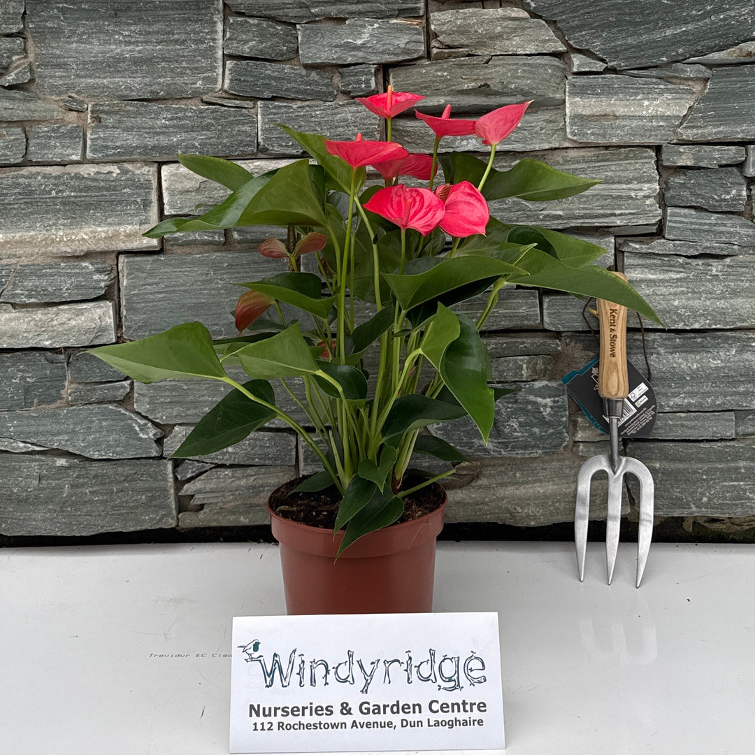 Anthurium andr. 'Melito' GTC Premium line