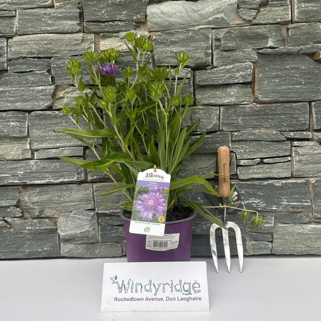 Stokesia Mega Mels