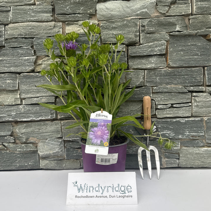 Stokesia Mega Mels