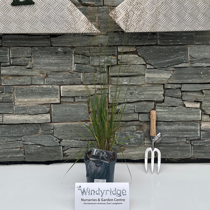 Molinia Banshee