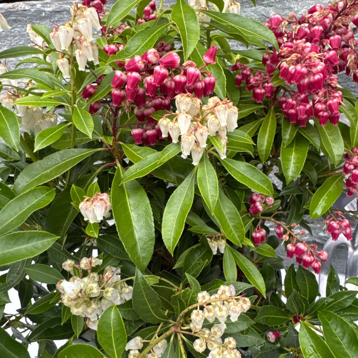 Pieris Japonica Passion - Shrubs - Windyridge Garden Centre