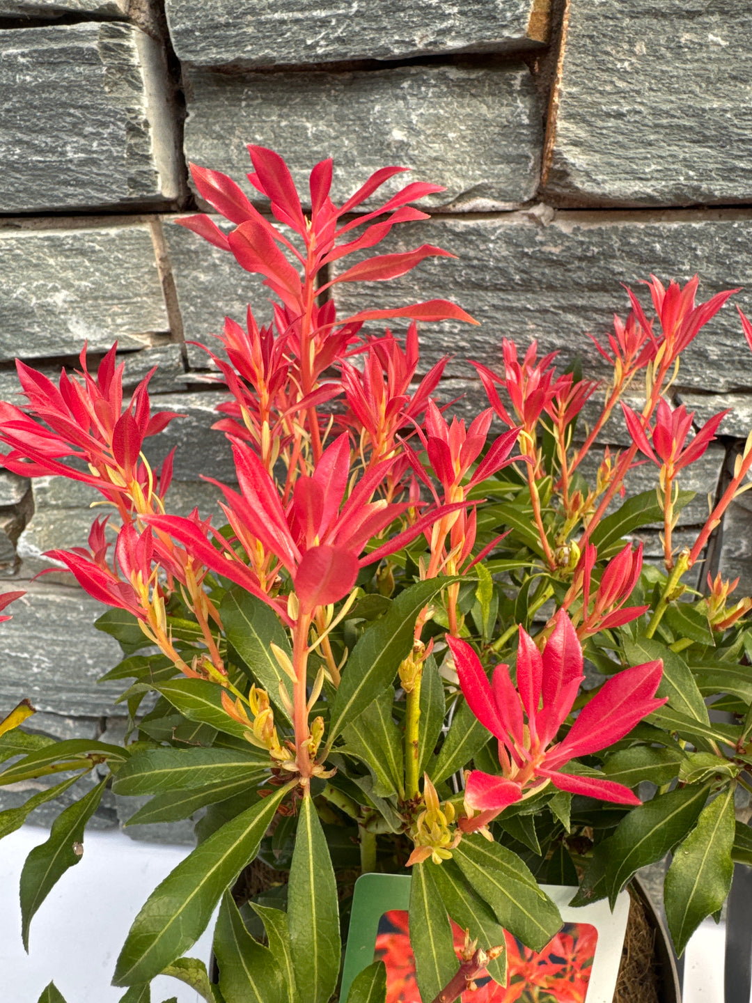 PIERIS FOREST FLAME (H)