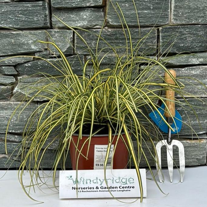 Carex Everoro  3Ltr Pot - Herbaceous - Windyridge Garden Centre