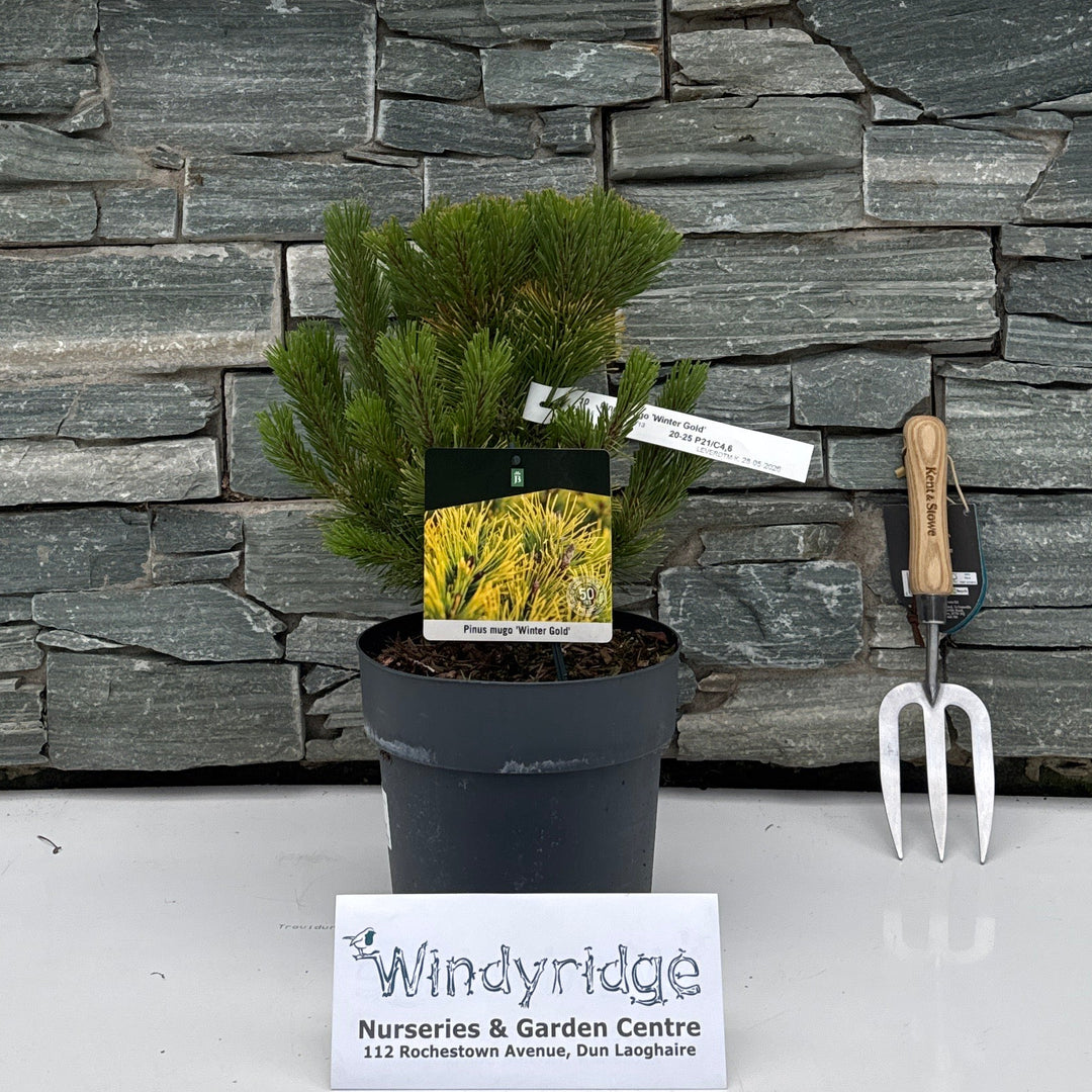 Pinus mugo 'Winter Gold'