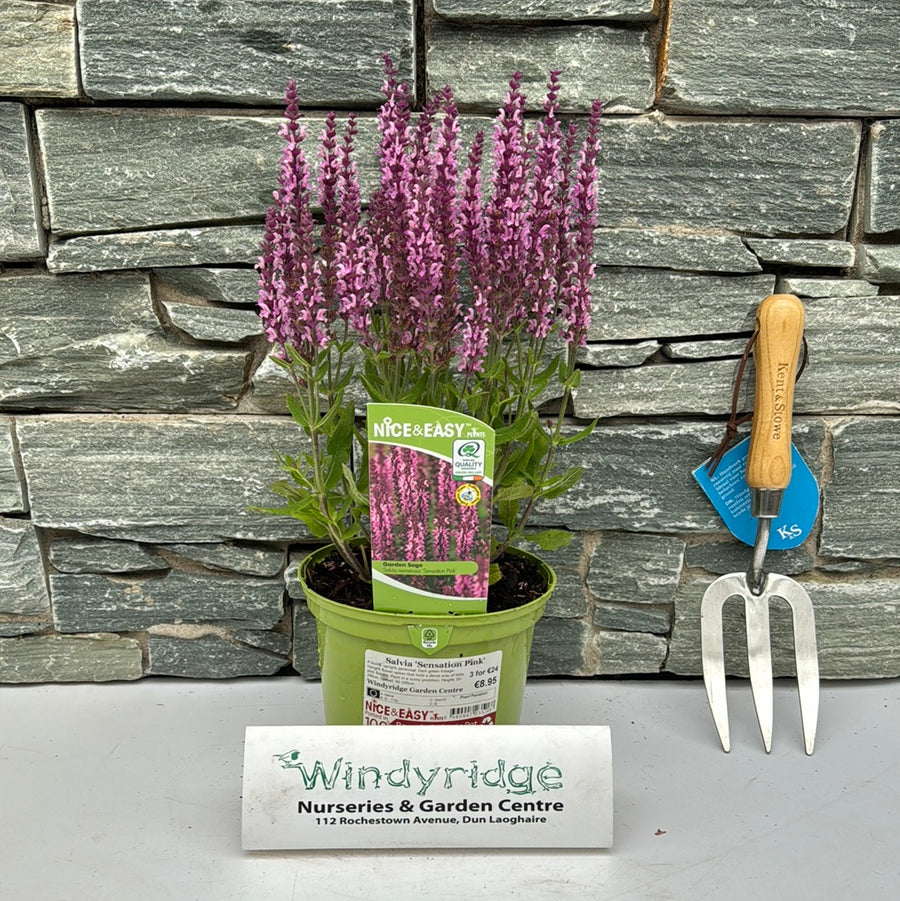 Salvia Sensation Pink - Herbaceous - Windyridge Garden Centre