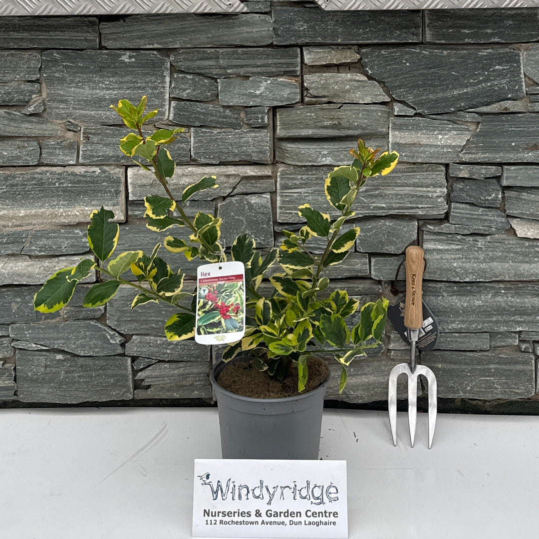 Ilex Golden King