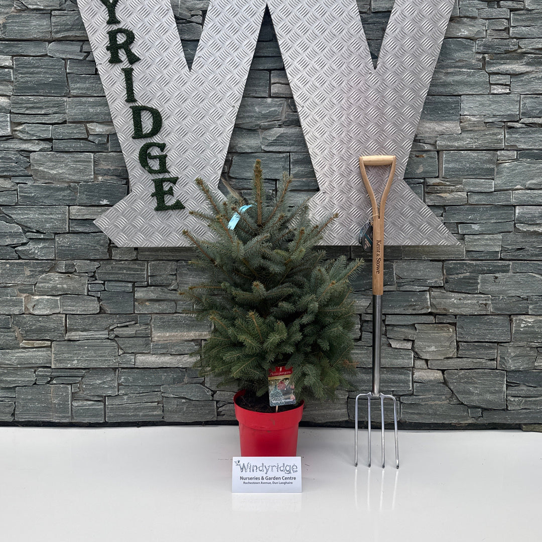 Picea Pungens Super Blue