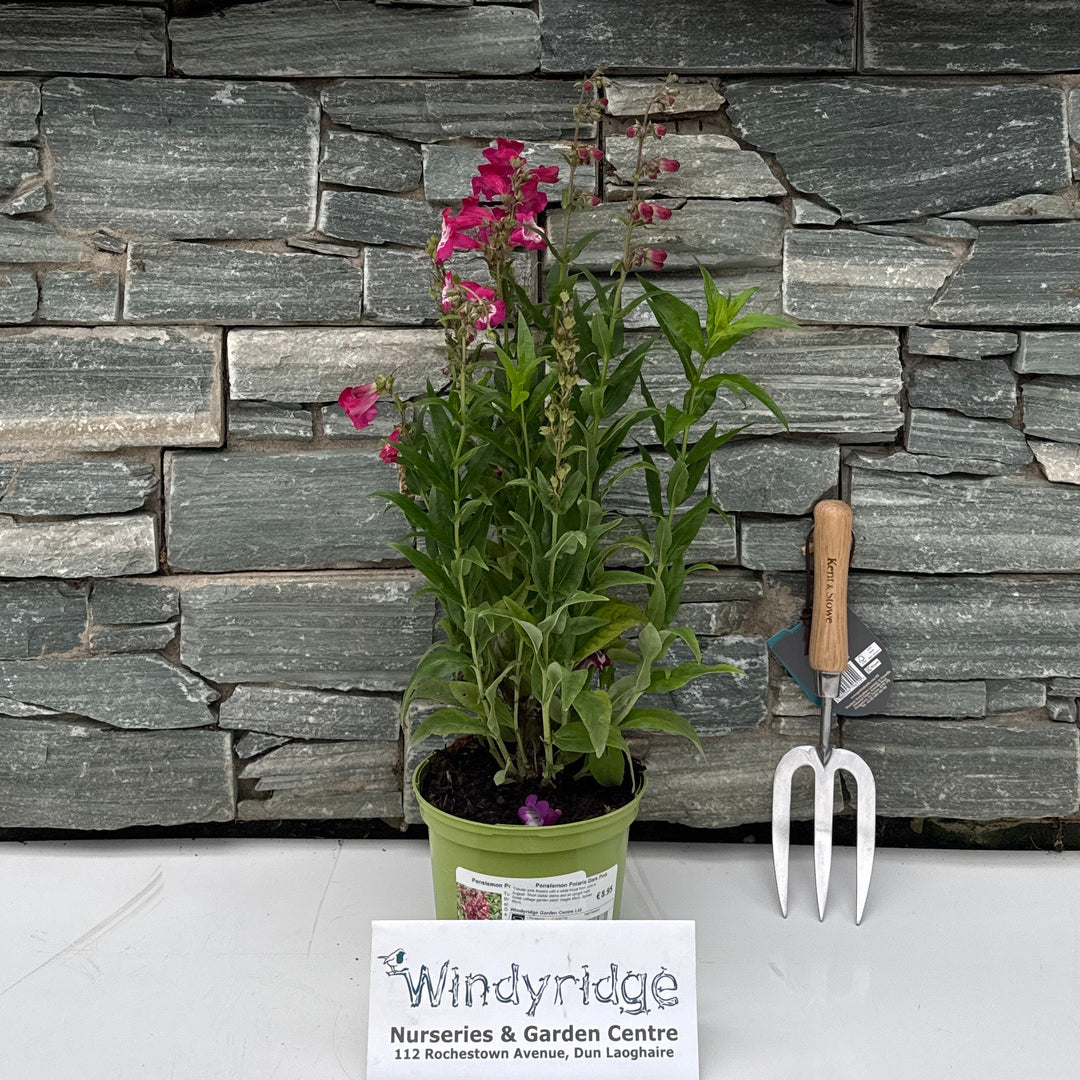 Penstemon Polaris Dark Pink