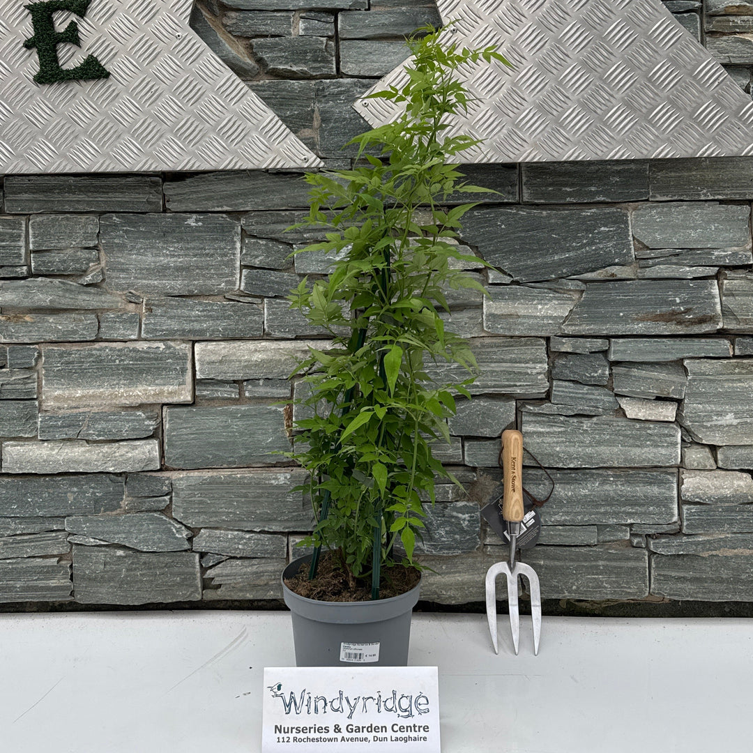 Jasminum officinale 3L