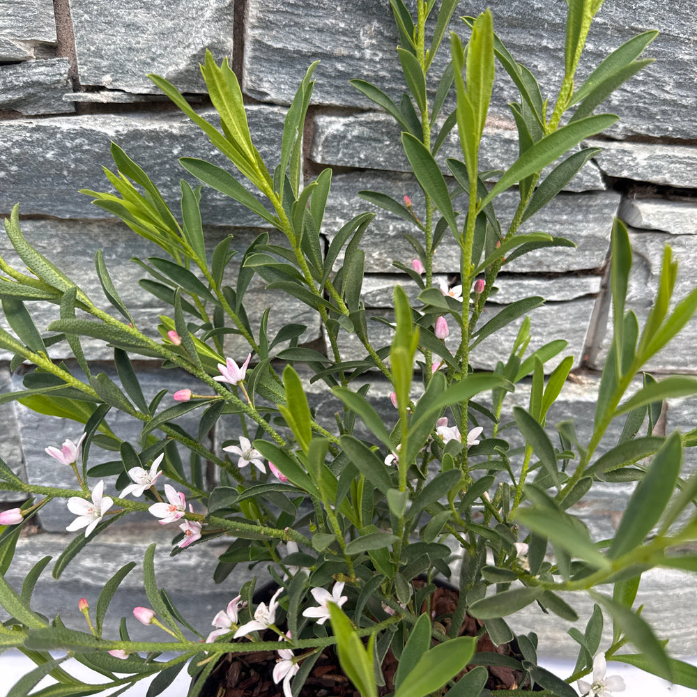 Eriostemon M. Flower Girl Pink  1.5 Ltr Pot - Shrubs - Windyridge Garden Centre