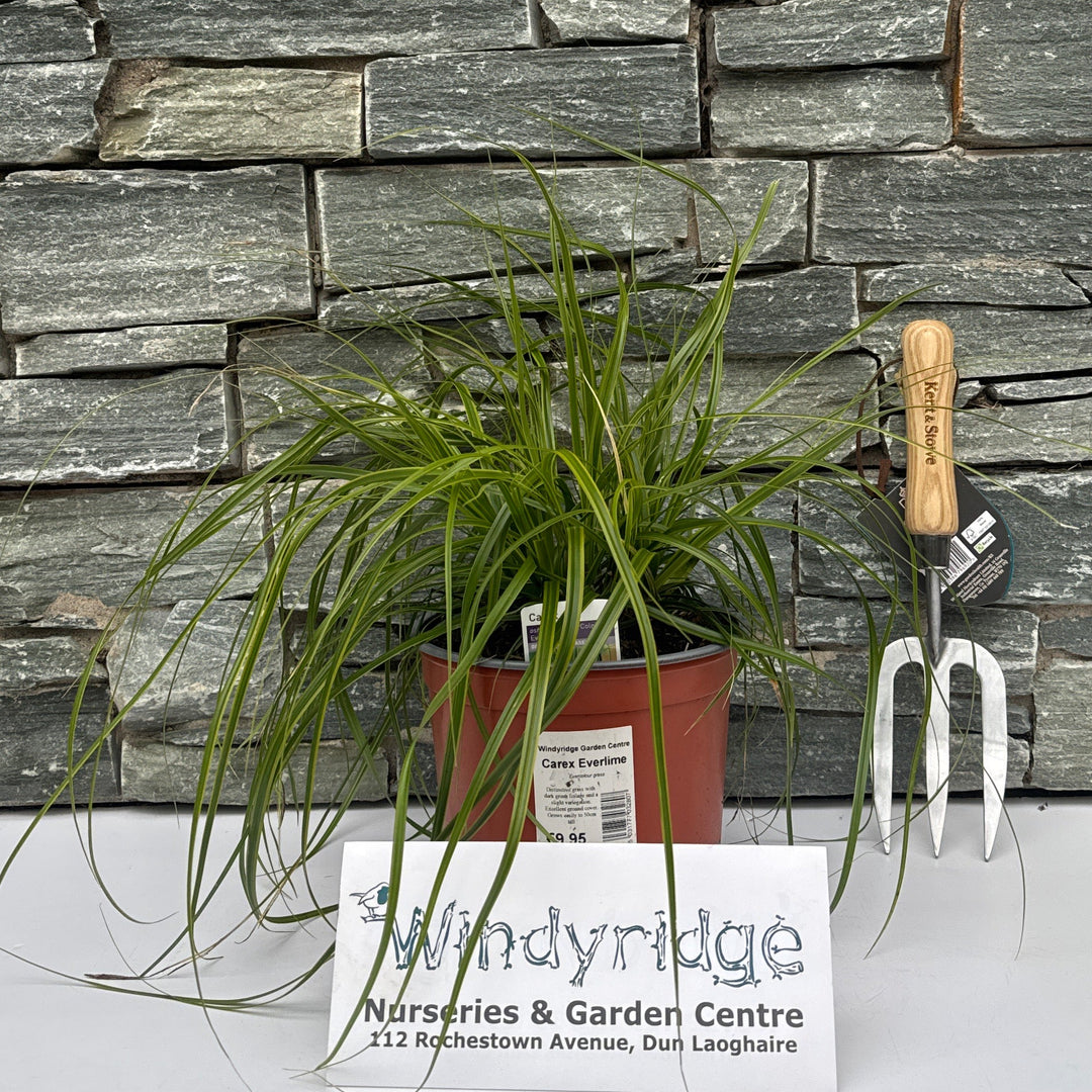 Carex Everlime