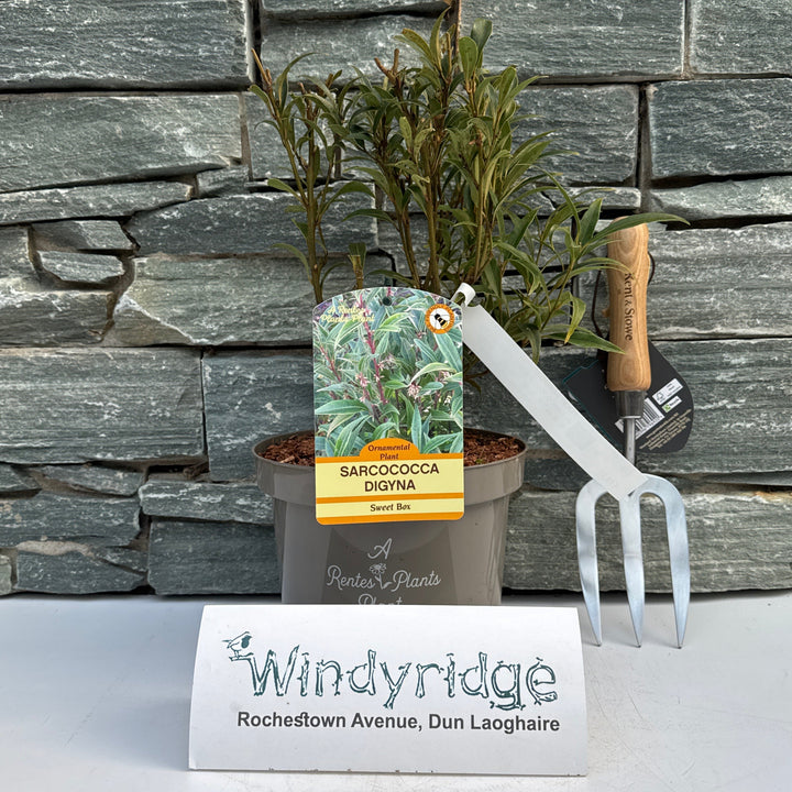 SARCOCOCCA HOOK. PURPLE STEM