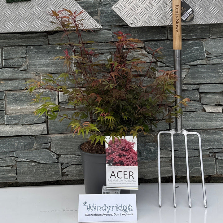 Acer palm. Shaina  50-60 CM C6.5