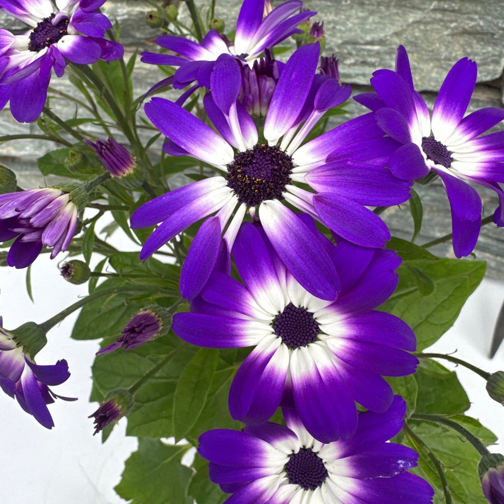 Senetti Seneico Mandala Blue Bicolour - Bedding - Windyridge Garden Centre
