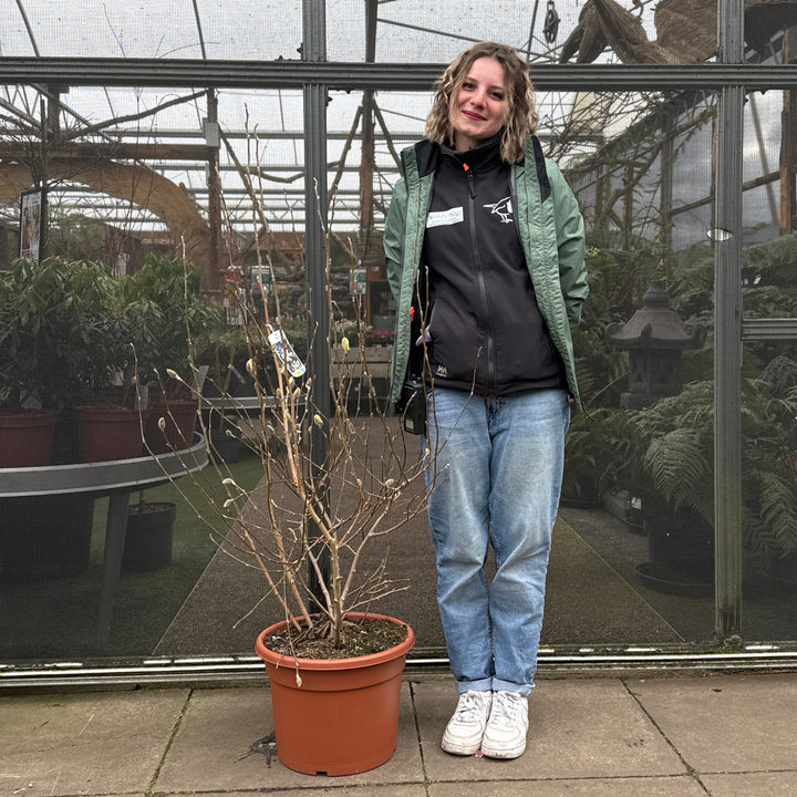 Magnolia stellata  100-125 CM C20