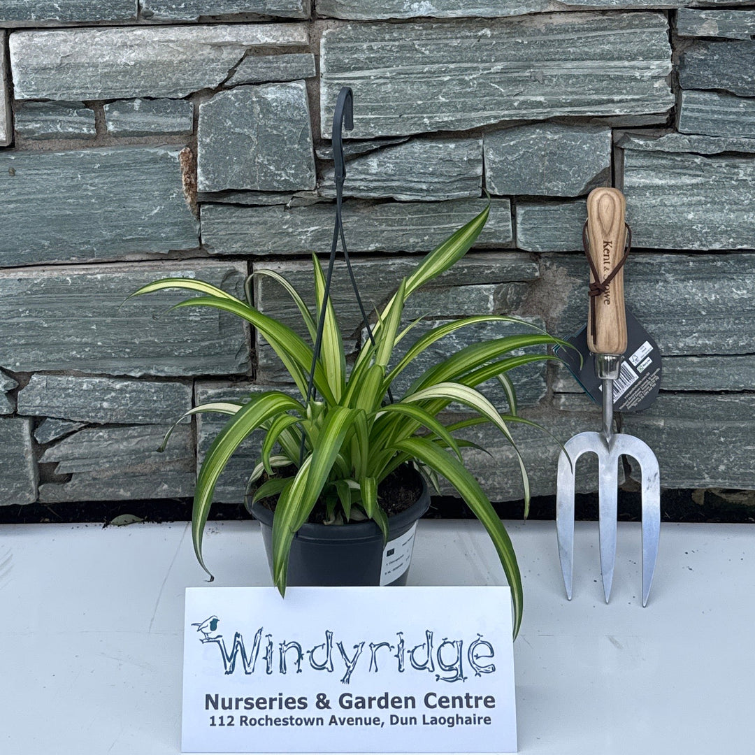 Chlorophytum com. 'Hawaiian Spider' 'Hawaian Spider' - Indoor Plants - Windyridge Garden Centre