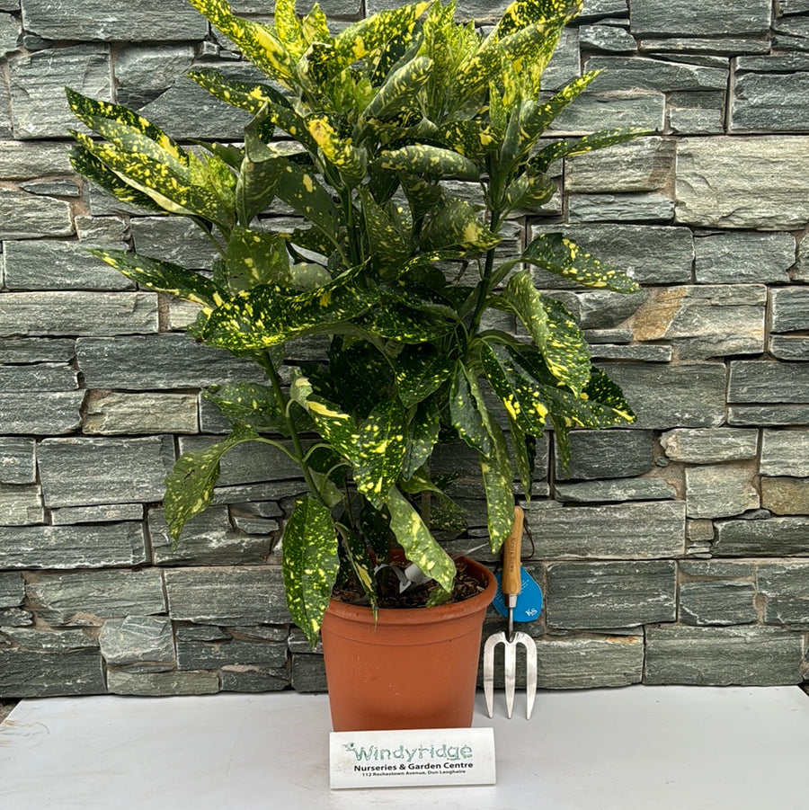Aucuba Jap. Crotonifolia - Shrubs - Windyridge Garden Centre