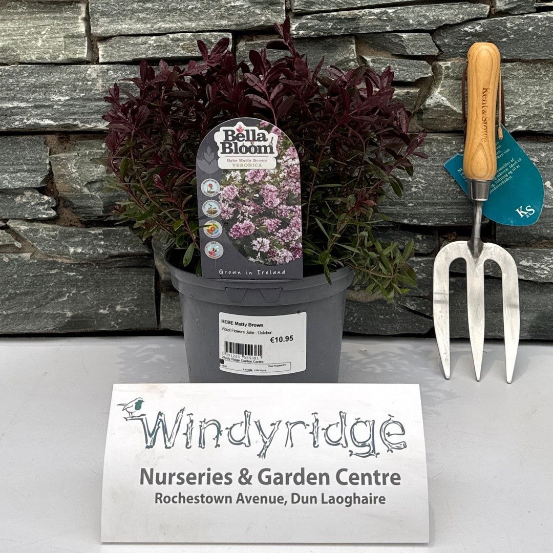 Hebe Matty Brown - Shrubs - Windyridge Garden Centre