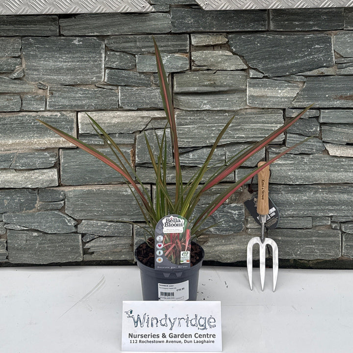 PHORMIUM Jester
