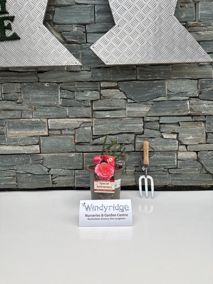 ROSA SPECIAL ANNIVERSARY