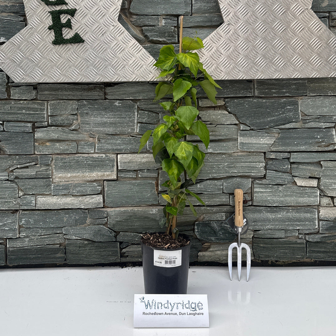 Hedera Paddys Pride - Climbers - Windyridge Garden Centre