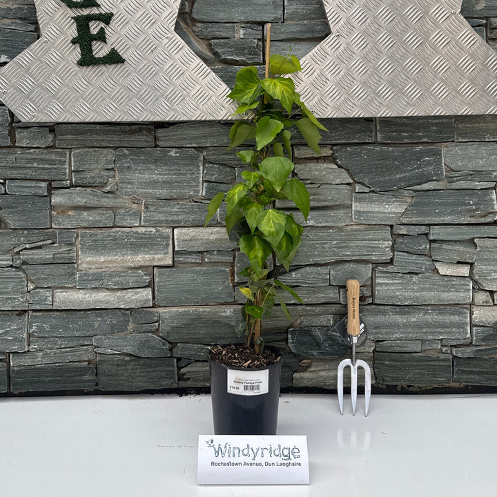 Hedera Paddys Pride - Climbers - Windyridge Garden Centre
